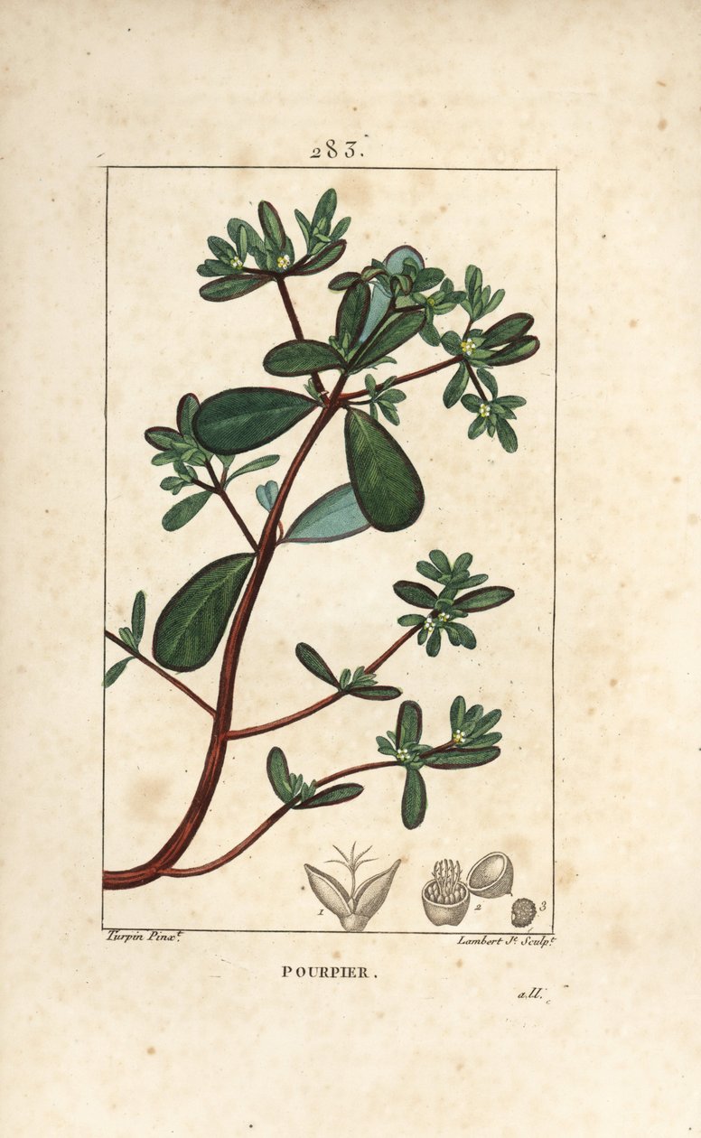 Portulak, Porculaca oleracea, mit Blatt, Stiel und Blüte. Handkolorierte Kupferstichgravur von Lambert Junior nach einer Zeichnung von Pierre Jean-Francois Turpin aus Chaumeton, Poiret und Chamberet