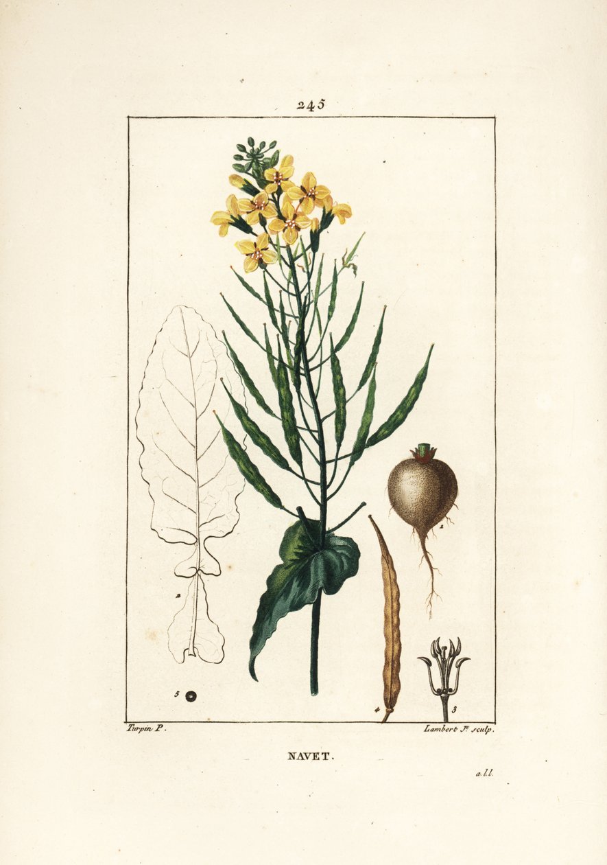 Raps, Brassica napus, mit Blatt, Blüte und Wurzel. Handkolorierter Kupferstich von Lambert Junior nach einer Zeichnung von Pierre Jean-Francois Turpin aus Chaumeton, Poiret und Chamberets „La Flore Medicale“, Paris, Panckoucke von Pierre Jean Francois Turpin