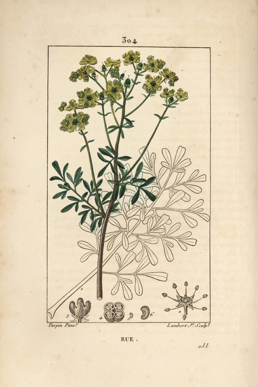 Gartenraute oder stinkende Raute - Gartenraute oder Gnadenkraut, Ruta graveolens, zeigt Blume, Blatt, Stiel, Samen und Umriss. Handkolorierte Punktkupferstichgravur von Lambert Junior nach einer Zeichnung von Pierre Jean-Francois Turpin von Pierre Jean Francois Turpin