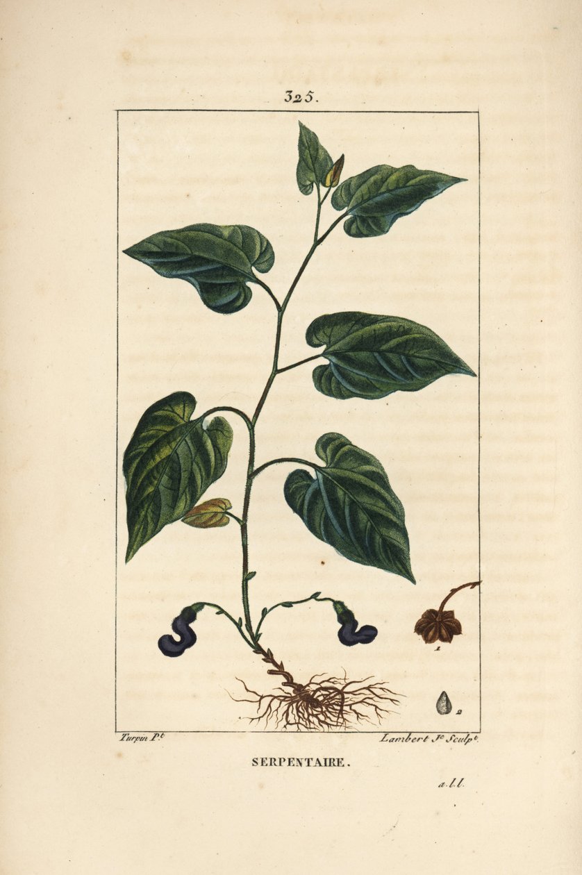Virginische Schlangenwurzel - Virginische Schlangenwurzel, Aristolochia serpentaria, mit Blüte, Blatt, Stängel, Samen und Wurzel. Handkolorierter Kupferstich von Lambert Junior nach einer Zeichnung von Pierre Jean-Francois Turpin aus Chaumeton, Poiret und  von Pierre Jean Francois Turpin