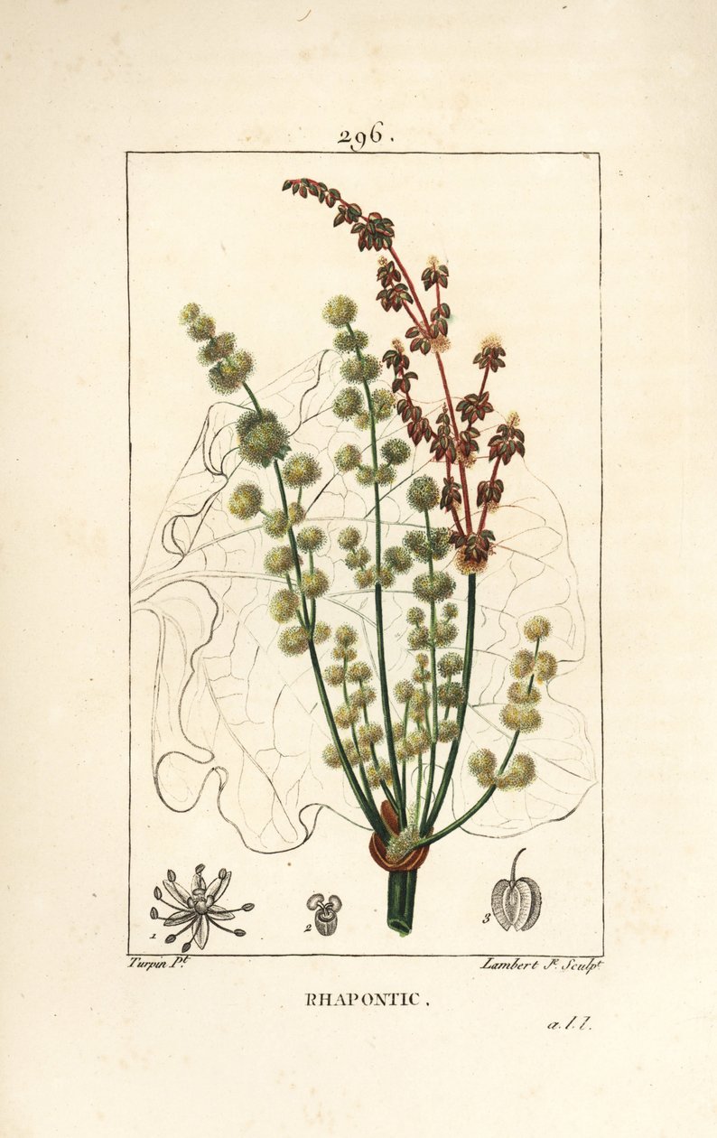 Wilder Rhabarber - Rhapontic oder falscher Rhabarber, Rheum rhapontium, mit Blüte, Stängel, Samen und Blattriss. Handkolorierter Kupferstich von Lambert Junior nach einer Zeichnung von Pierre Jean-Francois Turpin aus Chaumeton, Poiret und Chamberet