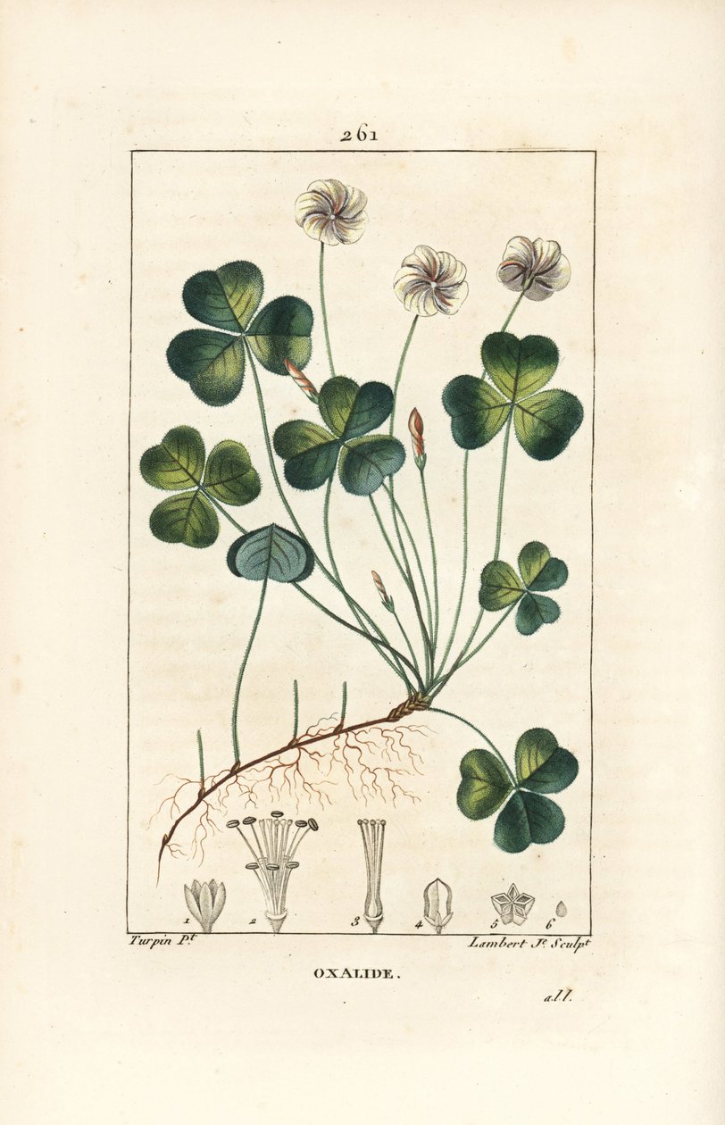 Waldsauerklee, Oxalis acetosella, mit Blume, Blatt, Stängel, Samen und Wurzel von Pierre Jean Francois Turpin