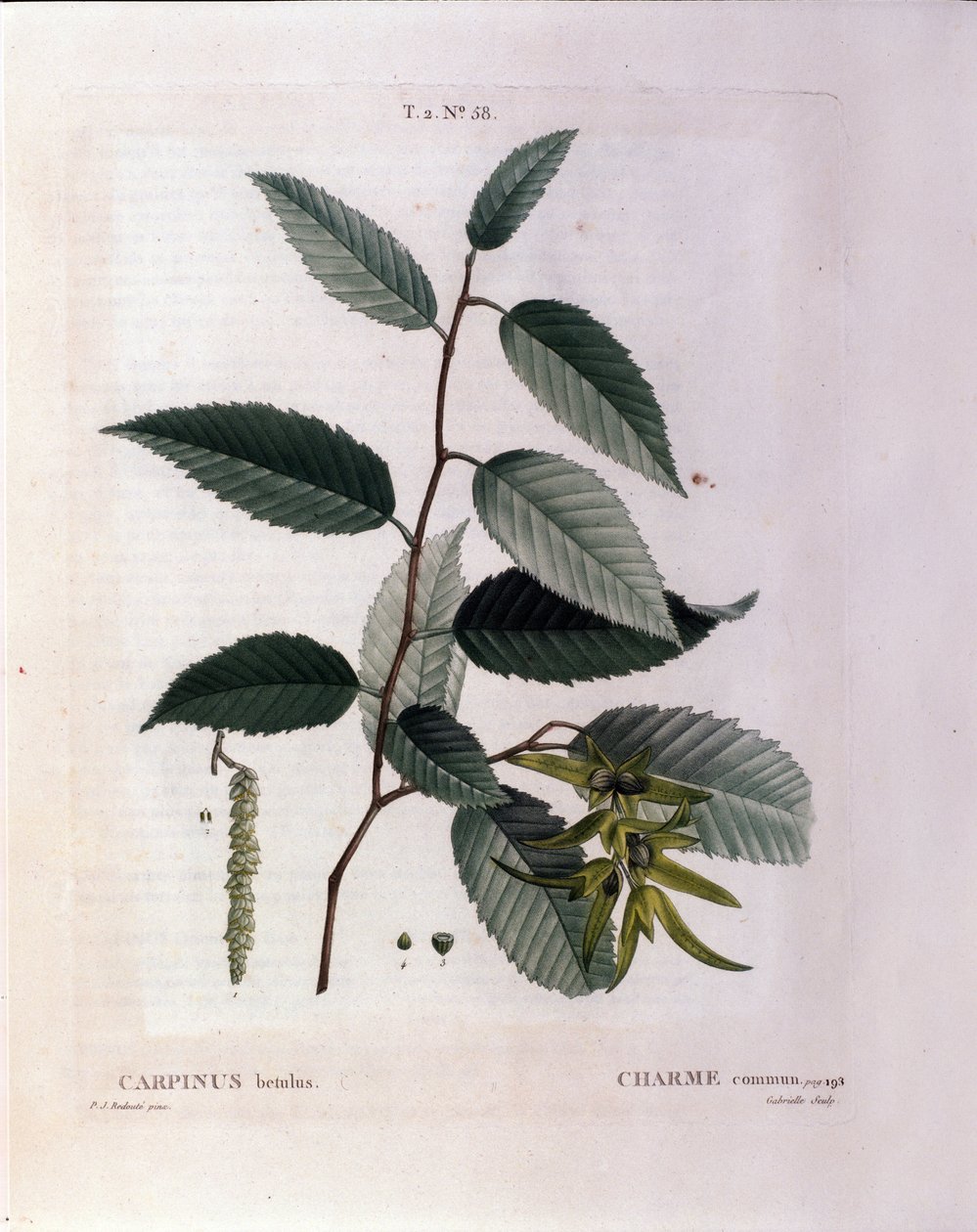 Botanik: Zweig der Hainbuche. Tafel aus „Nouveau Duhamel du Monceau oder Abhandlung über Bäume und Sträucher, die in Frankreich kultiviert werden“ Aquarell von Pierre Joseph Redouté (1759-1840) 1819 von Pierre Joseph (after) Redoute