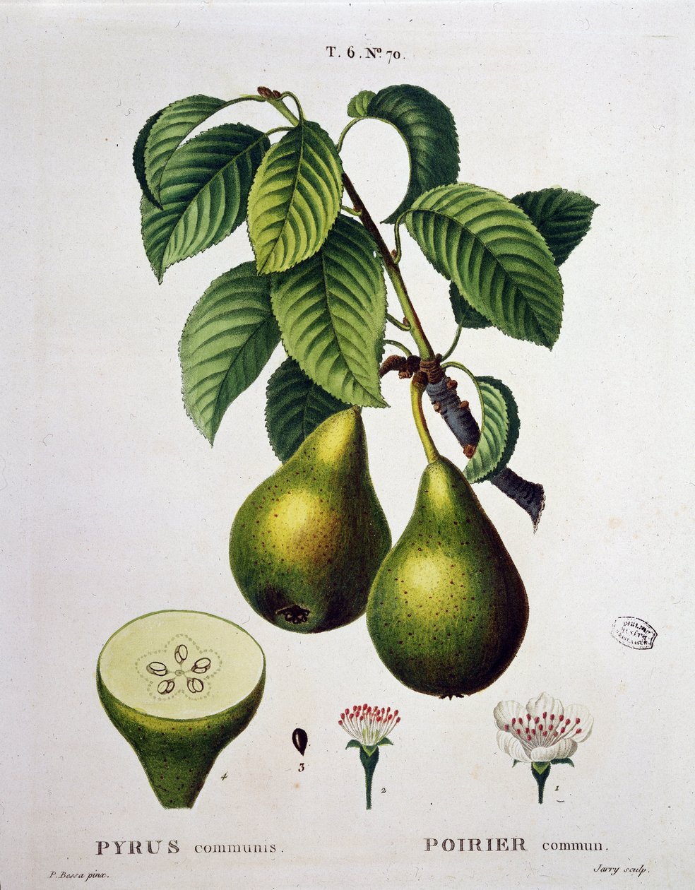 Poirier - in Nouveau Duhamel du Monceau ou traité des arbres et arbustes que le culture en France, Figuren nach den Zeichnungen von P.J. Redoute und P. Bessa, Paris von Pierre Joseph (after) Redoute