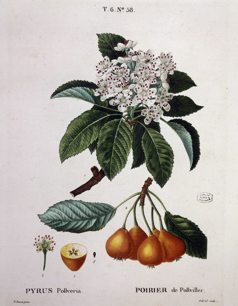 Poirier de Pollviller - in „Nouveau Duhamel du Monceau ou traité des arbres et shrustes que le culture en France“ von Pierre Joseph (after) Redoute