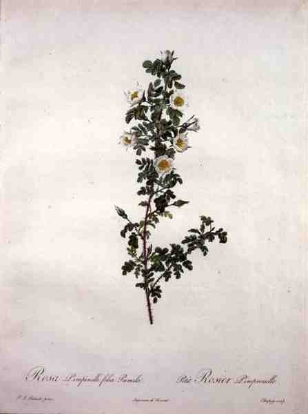 Rosa pimpinelli folia pumila (Zwerg-Schottische Rose), gestochen von Chapuy, aus 