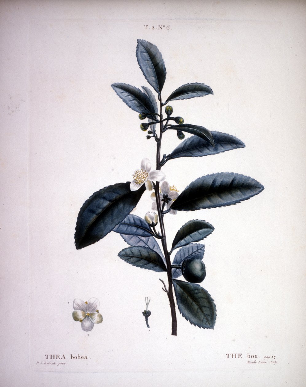Thea Bohea - Der Bou von Redoute. - in „Nouveau Duhamel du Monceau ou traité des arbres et arbustes que le culture en France“, Figuren nach den Zeichnungen von P.J. Redoute und P. Bessa, Paris von Pierre Joseph (after) Redoute