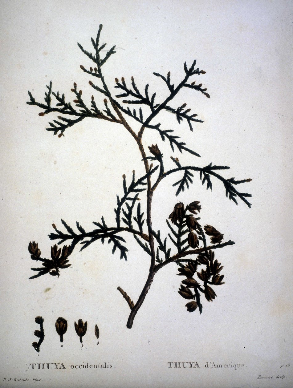 Thuja occidentalis oder Thuja d