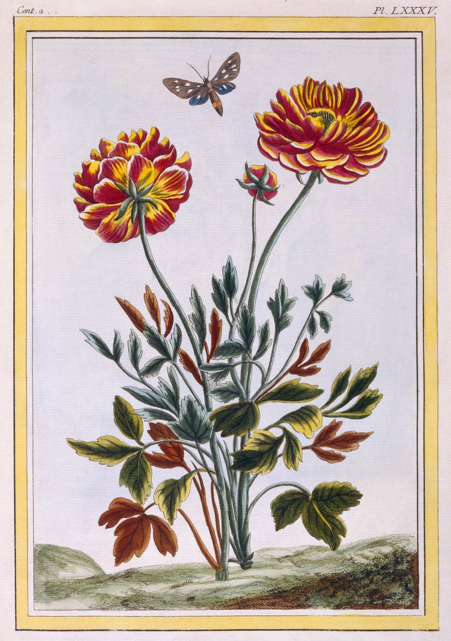 Eine Vielzahl von doppelt blühenden gelben Mohnblumen, veröffentlicht 1776 von Pierre Joseph Buchoz
