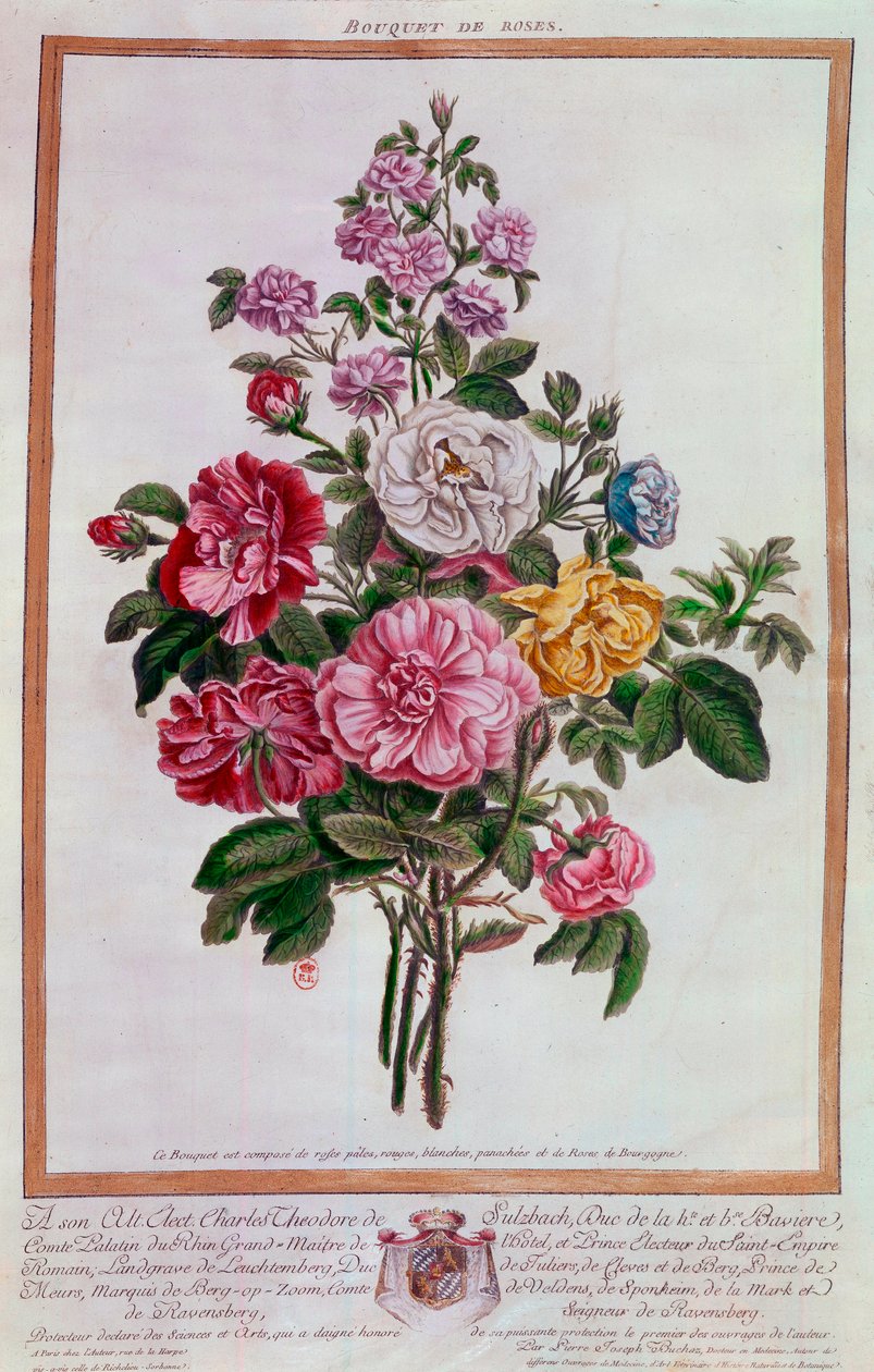 Rosenstrauß Lithographie von Pierre Joseph Buchoz (1731-1807) 18. Jahrhundert Paris, B.N. von Pierre Joseph Buchoz