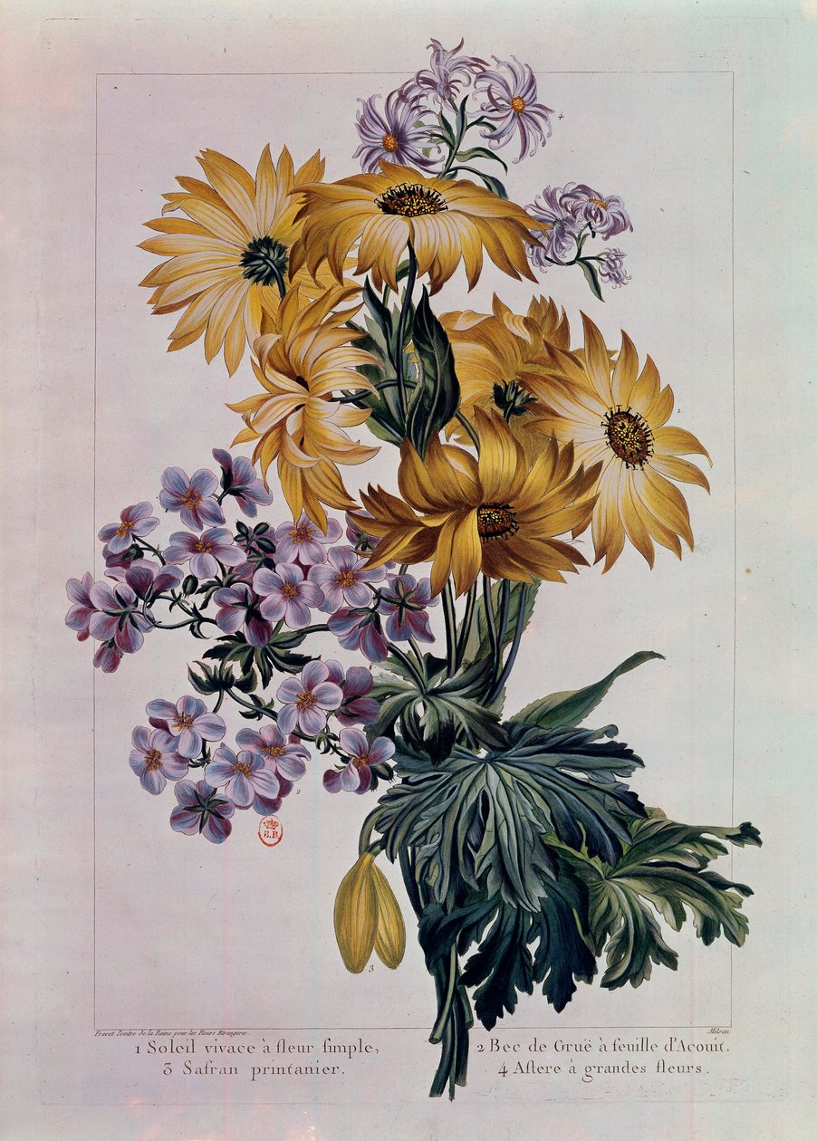Blumenstrauß aus Sonnenblumen und anderen Blumen. Stauden-Sonnenblume mit Einzelblüte, Kranichschnabel mit Akonitblatt und Aster mit großen Blüten. Lithographie von Pierre Joseph (1731-1807) 18. Jahrhundert Paris, B.N. von Pierre Joseph Buchoz