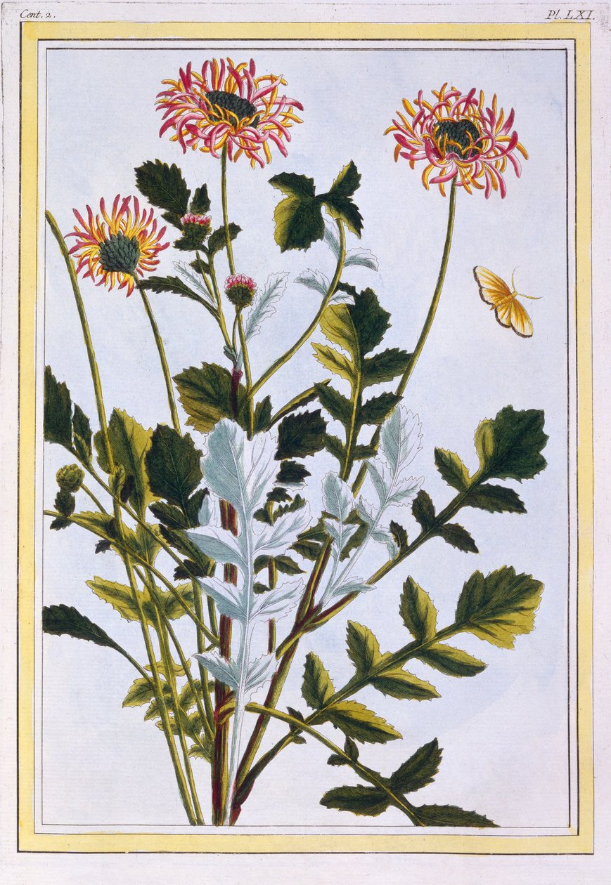 Äthiopische Arctotis Afrikanische Gänseblümchen, veröffentlicht 1776 von Pierre Joseph Buchoz