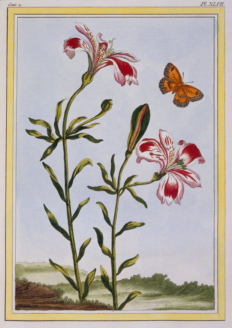 La Fleur Tachete des Incas (Peruanische Lilie), ca. 1766 von Pierre Joseph Buchoz