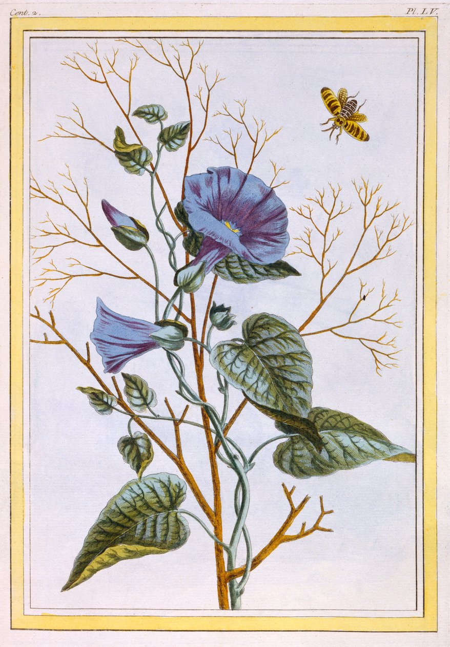 Le Grand Liseron Violet Convovlus, veröffentlicht 1776 von Pierre Joseph Buchoz