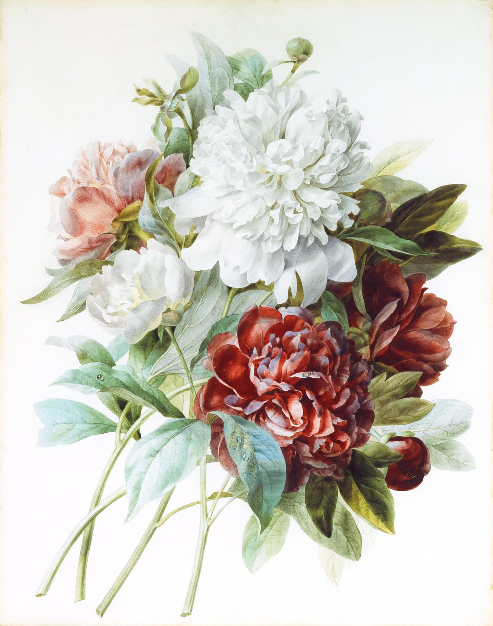 Ein Strauß roter, rosa und weißer Pfingstrosen von Pierre Joseph Redouté