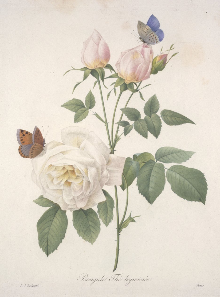 Bengale Thé hyménée, aus Choix Des Plus Belle Fleurs et des Plus Beaux Fruits, 1827 von Pierre Joseph Redouté