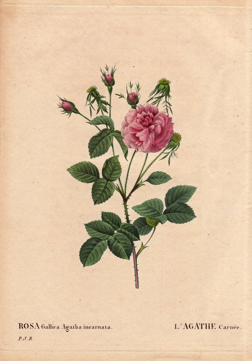 Botanische Tafel, Blume, Rose Sorte: Agathe carnee (Rosa gallica agatha incarnata). Unbekannter Ursprung, Hybridsorte der Rose Gallica Damask. In „Les Roses“, Band 2 von Pierre Joseph Redoute (1759-1840) von Pierre Joseph Redouté