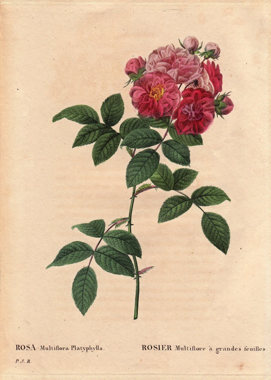 Botanische Tafel, Blume, Rosensorte: Rosa multiflora mit großen Blättern (Rosa multiflora platyphylla), kultiviert aus Samen, eingeführt in die Bretagne vor 1817. In „Les Roses“, Band 2 von Pierre Joseph Redoute (1759-1840) von Pierre-Joseph Redouté