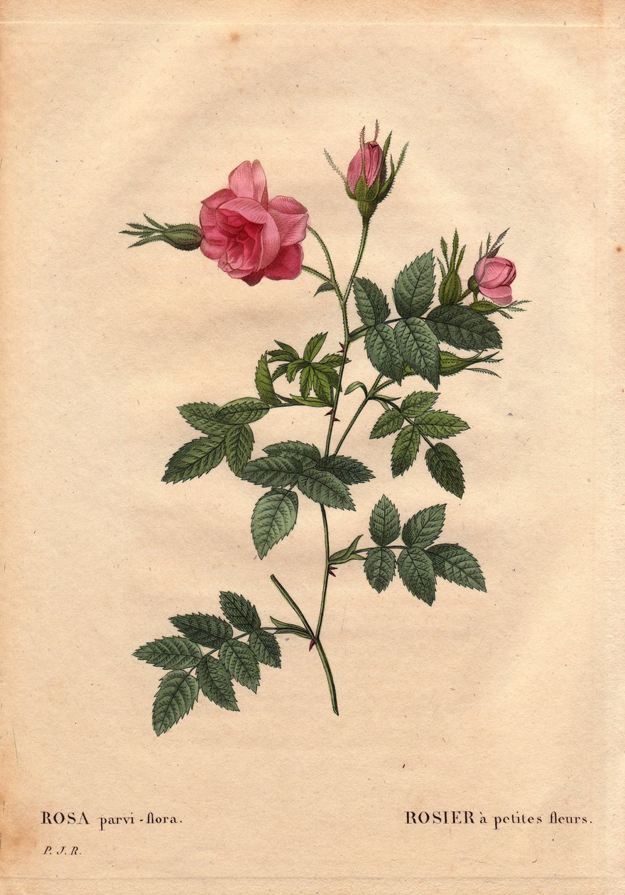 Botanische Tafel, Blume, Rosensorte: Rose mit kleinen Blüten (Rosa ...