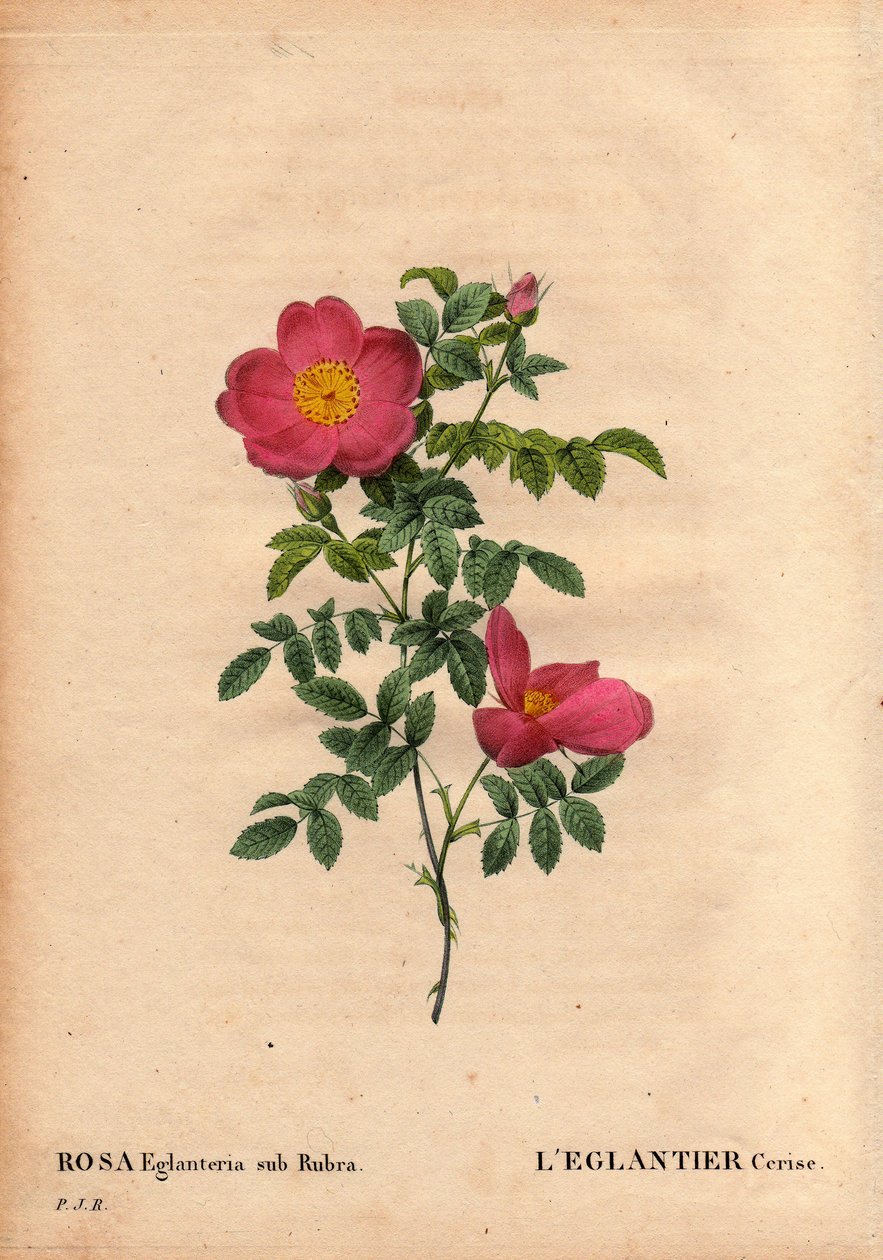 Botanische Tafel, Blume, Rose Sorte: Die Kirsch-Eglantine (Rosa eglanteria sub rubra) verzeichnet in den Gewächshäusern von Monsieur Vilmorin, um 1820 und gewonnen aus den Samen der gelben Rose foetida. In „Les Roses“, Band 2 von Pierre Joseph Redoute von Pierre Joseph Redouté