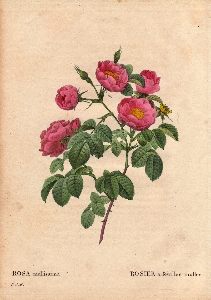 Botanische Tafel, Blume, Rosenvarietät: Rose mit weichen Blättern. (Rosa mollissima flora submultiplici). Rosa mollis Varietät, vor 1821. In „Les Roses“, Band 2 von Pierre Joseph Redouté (1759-1840) von Pierre Joseph Redouté