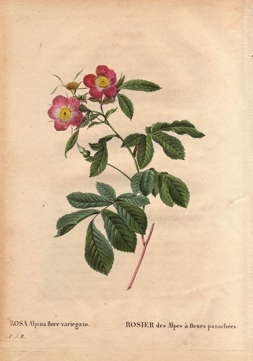 Botanische Tafel, Blume, Rose Sorte: Rose der Alpen mit variegato Blüten (Rosa alpina flora variegato). Eingeführt in Frankreich um 1813 von Poilpre. In „Les Roses“, Band 2 von Pierre Joseph Redoute (1759-1840) von Pierre Joseph Redouté