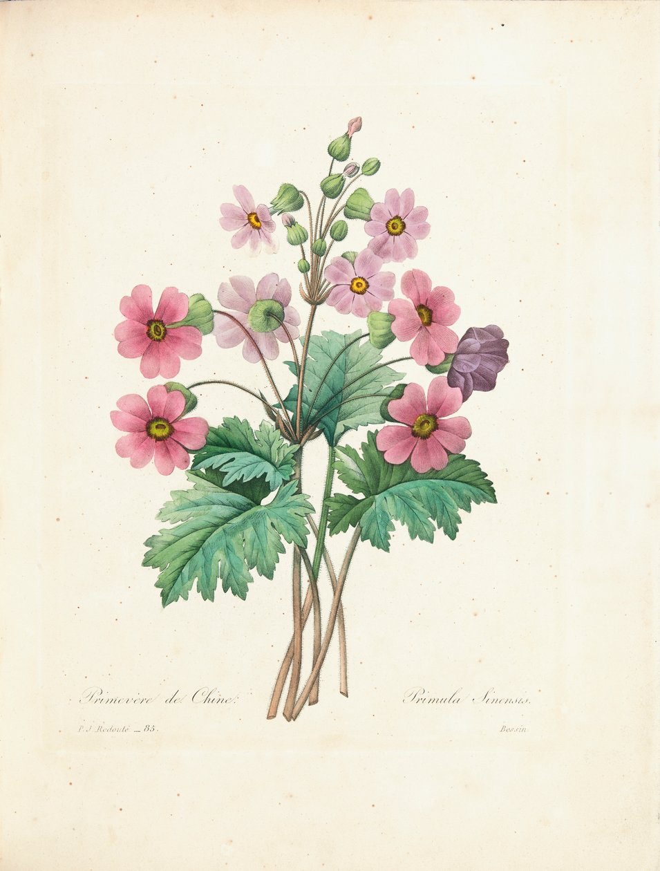 Chinesische Primel, graviert von Bessin, aus 