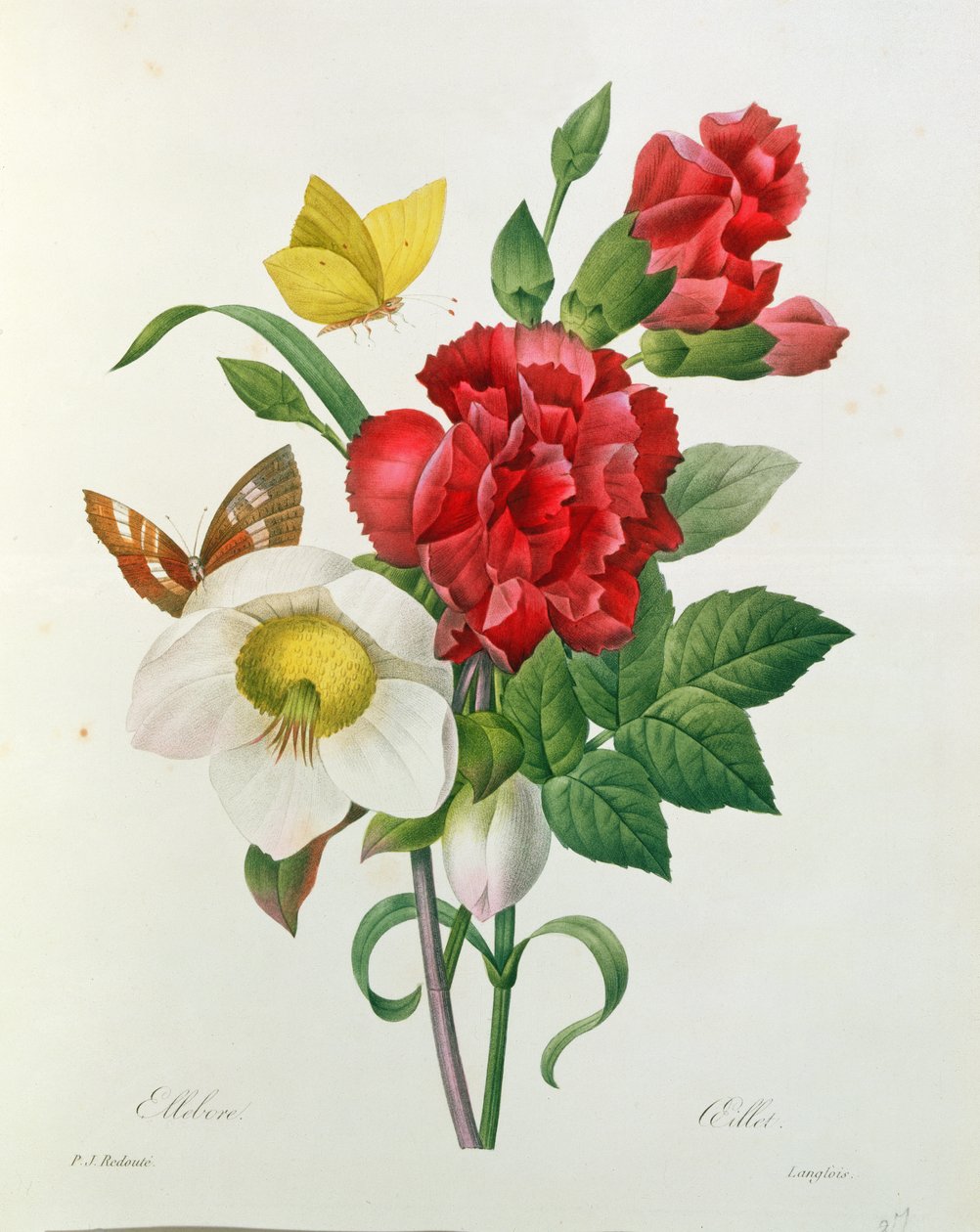 Christrose, Helleborus niger und rote Nelke mit Schmetterlingen, aus 