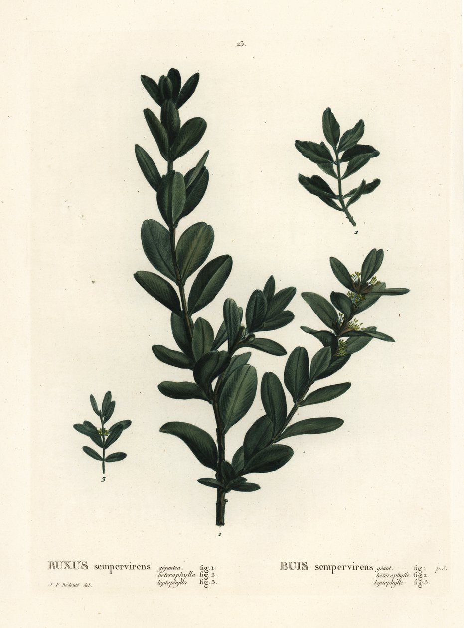 Gemeiner Buchsbaum, Europäischer Buchsbaum oder Buchsbaum, Buxus sempervirens. Handkolorierte Punktstichgravur nach einer Illustration von Pierre-Joseph Redouté aus Henri Louis Duhamel du Monceau