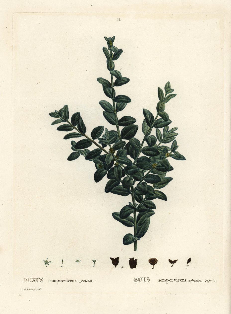 Gewöhnlicher Buchsbaum, Europäischer Buchsbaum oder Buchsbaum, Buxus sempervirens fruticosa. Handkolorierte Punktstichgravur nach einer Illustration von Pierre-Joseph Redouté aus Henri Louis Duhamel du Moncels „Traité des Arbres et Arbustes“, Paris von Pierre Joseph Redouté