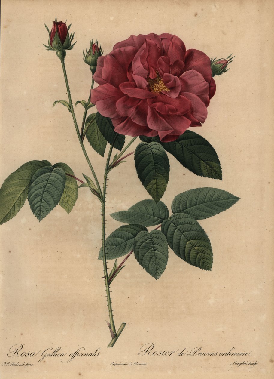 Karmesinrote französische Rose oder Rose von Provins, Rosa gallica officinalis von Pierre Joseph Redouté