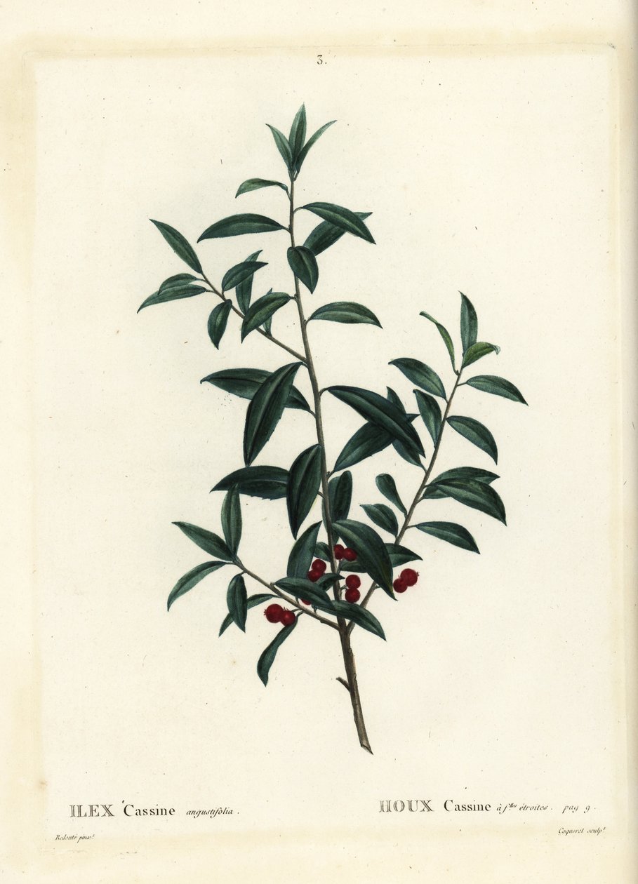Dahoon-Stechpalme oder Cassina, Ilex cassine. Handkolorierter Stich von Coqueret nach einer Illustration von Pierre-Joseph Redouté aus Henri Louis Duhamel du Moncels „Traité des Arbres et Arbustes“, Paris von Pierre Joseph Redouté