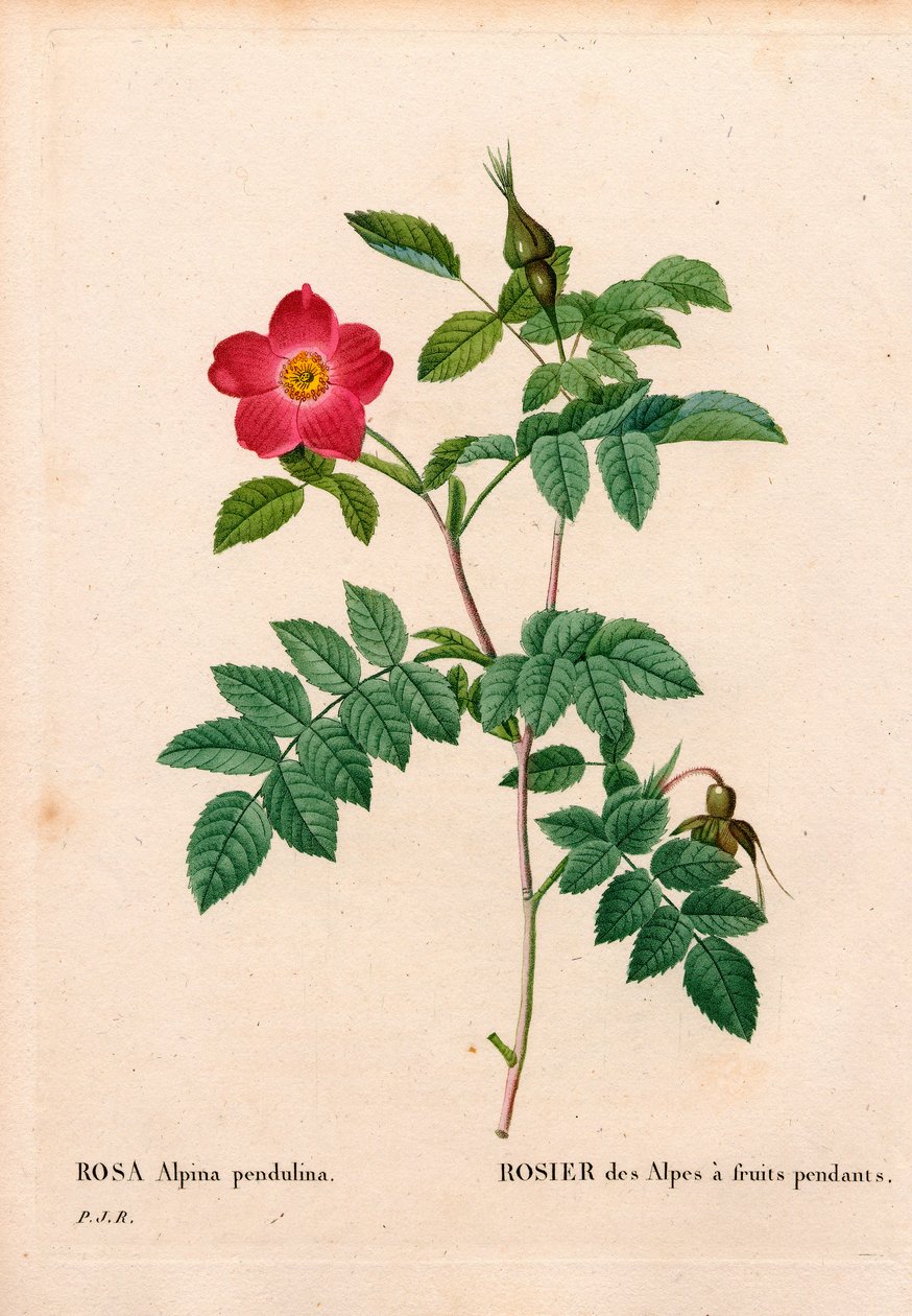 Während fruchtete rosa Alpenrose, Rosa pendulina. Handkolorierter Kupferstich aus Pierre Joseph Redoutés „Les Roses“, Paris von Pierre Joseph Redouté
