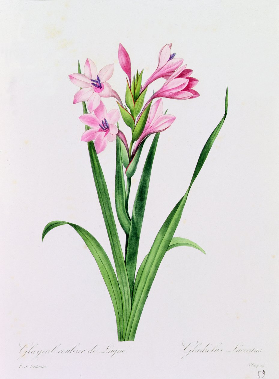 Glayeul Couleur de Laque von Pierre Joseph Redouté