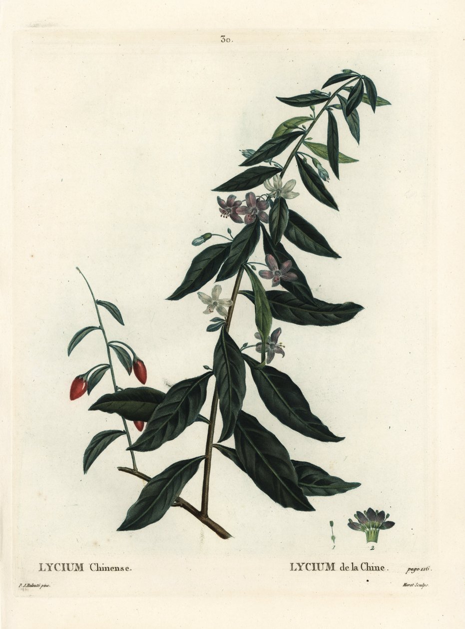 Goji-Beere oder Chinesischer Bocksdorn, Lycium chinense von Pierre Joseph Redouté