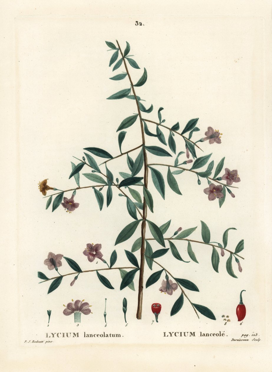 Gojibeere oder Chinesische Wolfsbeere, Lycium barbarum. Handkolorierter Stich von Du Ruisseau nach einer Illustration von Pierre-Joseph Redouté aus Henri Louis Duhamel du Monceau