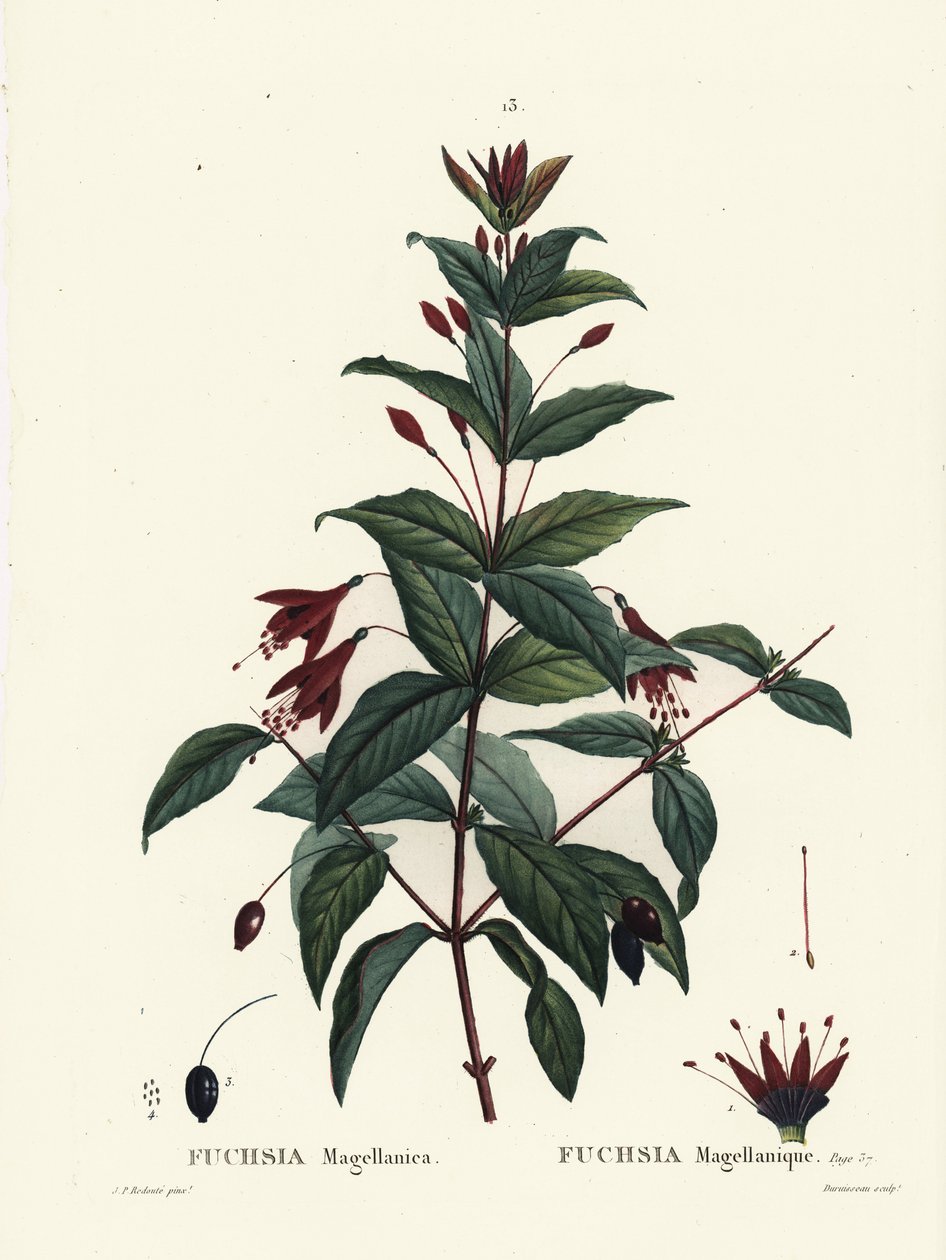 Fuchsie, Fuchsia magellanica. Handkolorierter Stich von Du Ruisseau nach einer Illustration von Pierre-Joseph Redouté aus Henri Louis Duhamel du Monceau