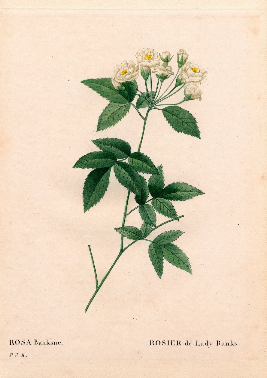 Lady Banks Rose, Rosa banksiae var. alba-plena. Handkolorierte Kupferstichgravur aus Pierre Joseph Redoute