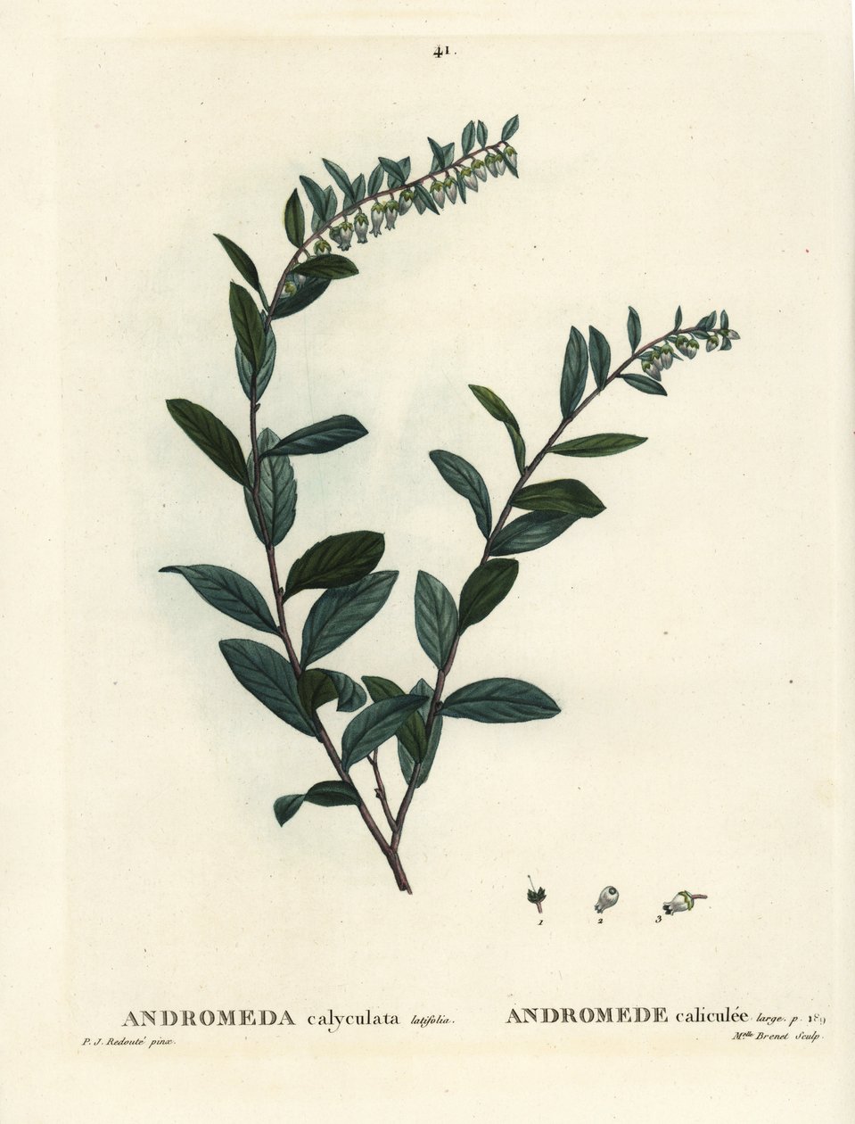 Lederblatt, Chamaedaphne calyculata. Handkolorierte Punktstichgravur von Miss Brenet nach einer Illustration von Pierre-Joseph Redouté aus Henri Louis Duhamel du Monceau
