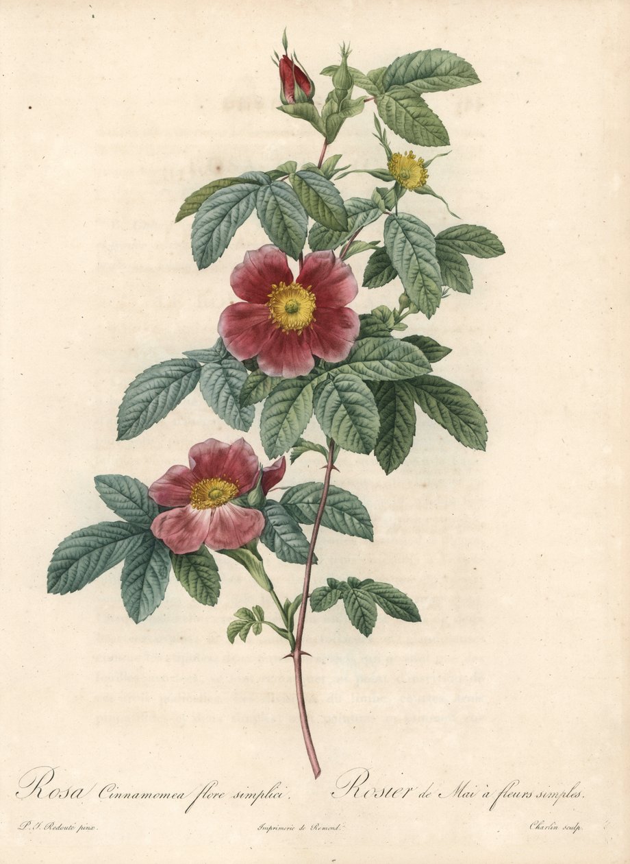 Mairose oder Zimtrose - Radierung von Charlin, nach einer Illustration von Pierre Joseph Redoute von Pierre Joseph Redouté