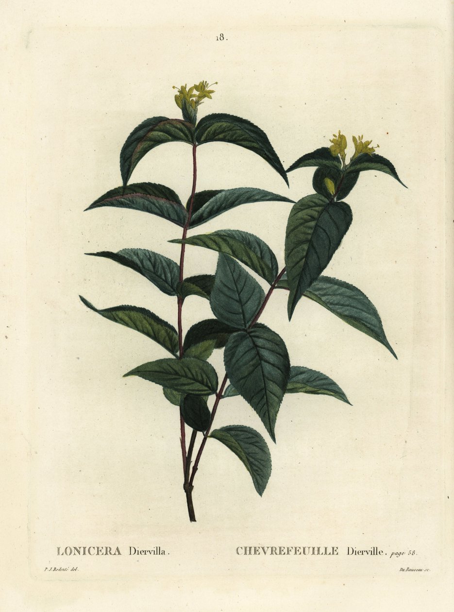 Nördliche Buschgeißblatt, Diervilla lonicera (Lonicera diervilla). Handkolorierter Stich von Du Ruisseau nach einer Illustration von Pierre-Joseph Redouté aus Henri Louis Duhamel du Moncels Traité des Arbres et Arbustes, Paris von Pierre Joseph Redouté