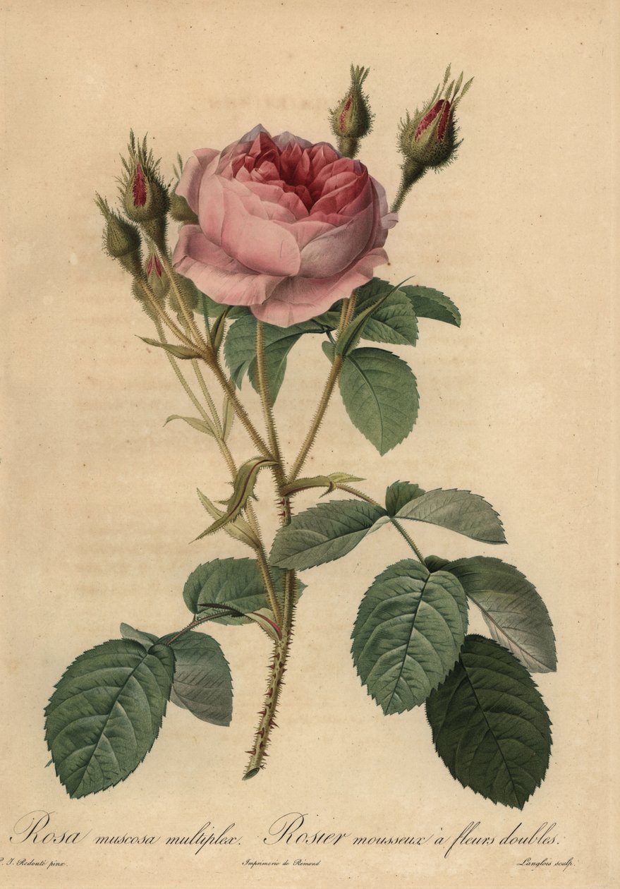 Rosa centifolia f. muscosa, Rosa centifolia f. muscosa von Pierre Joseph Redouté