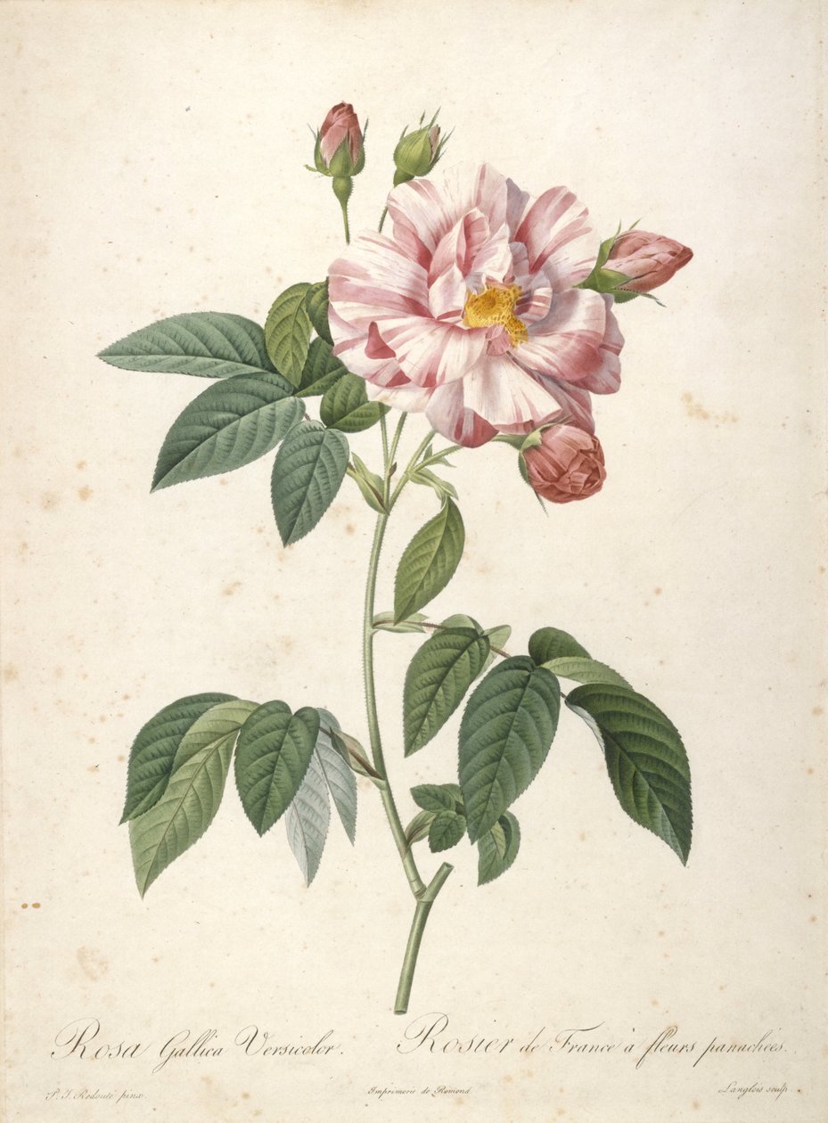 Rosa Gallica Versicolor, Rosier de France a fleurs panachees, aus Les Roses, 1817-24 von Pierre Joseph Redouté