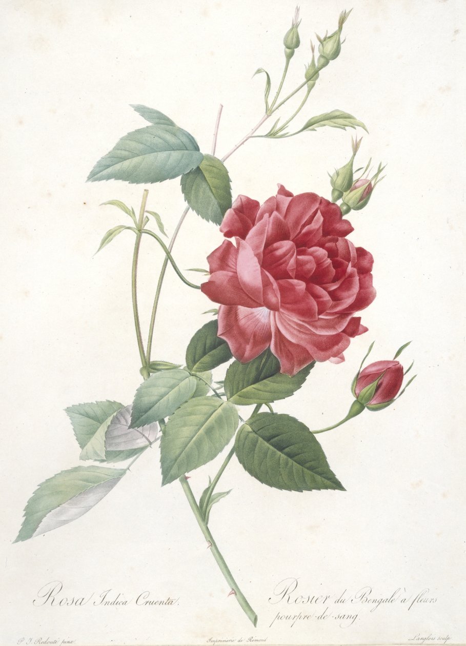 Rosa indica cruenta, Rosier du Bengale a fleurs pourpre de sang, aus Les Roses, 1817-24 von Pierre Joseph Redouté