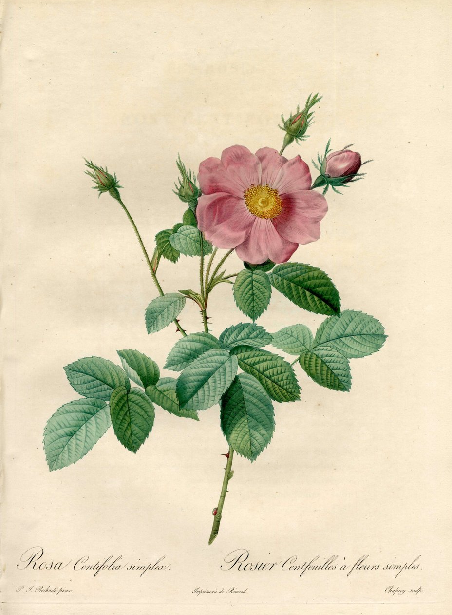 Rosier hundert Blätter mit einfachen Blumen - Radierung von Chapuy, nach einer Illustration von Pierre Joseph Redoute, aus Les Roses von Pierre Joseph Redouté