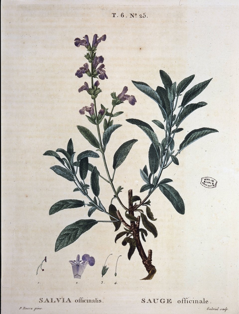 Salbei officinale - in "Nouveau Duhamel ou traité des arbres et arbustes que le crove en France", Zeichnungen von P.J. Redouté und P. Bessa, Paris von Pierre Joseph Redouté