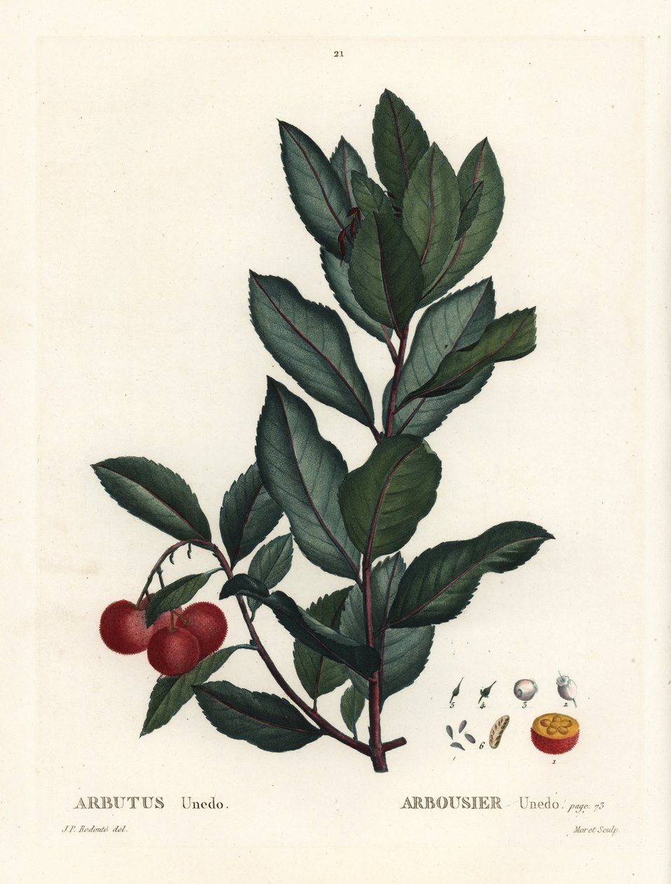 Erdbeerbaum, Arbutus unedo von Pierre Joseph Redouté