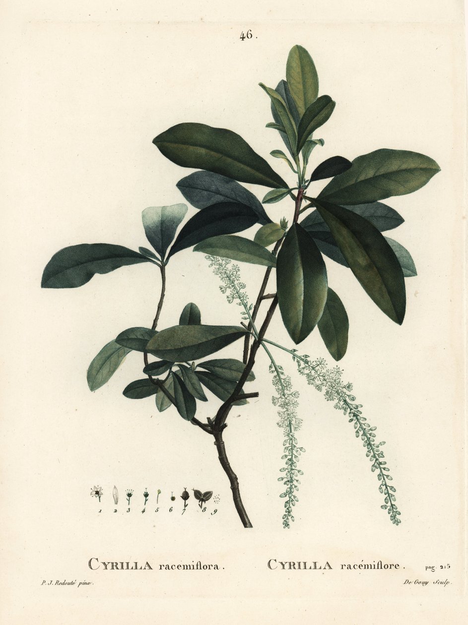 Sumpf-Cyrilla, Cyrilla racemiflora von Pierre Joseph Redouté