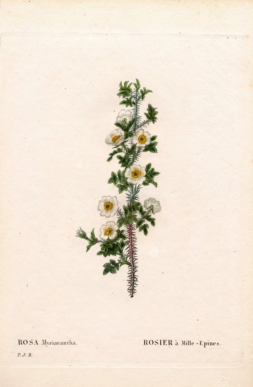 Tausendstachelige Rose, Rose myriacantha, Rose mit tausend Stacheln. Handkolorierter Kupferstich aus Pierre Joseph Redoutés „Les Roses“, Paris von Pierre Joseph Redouté