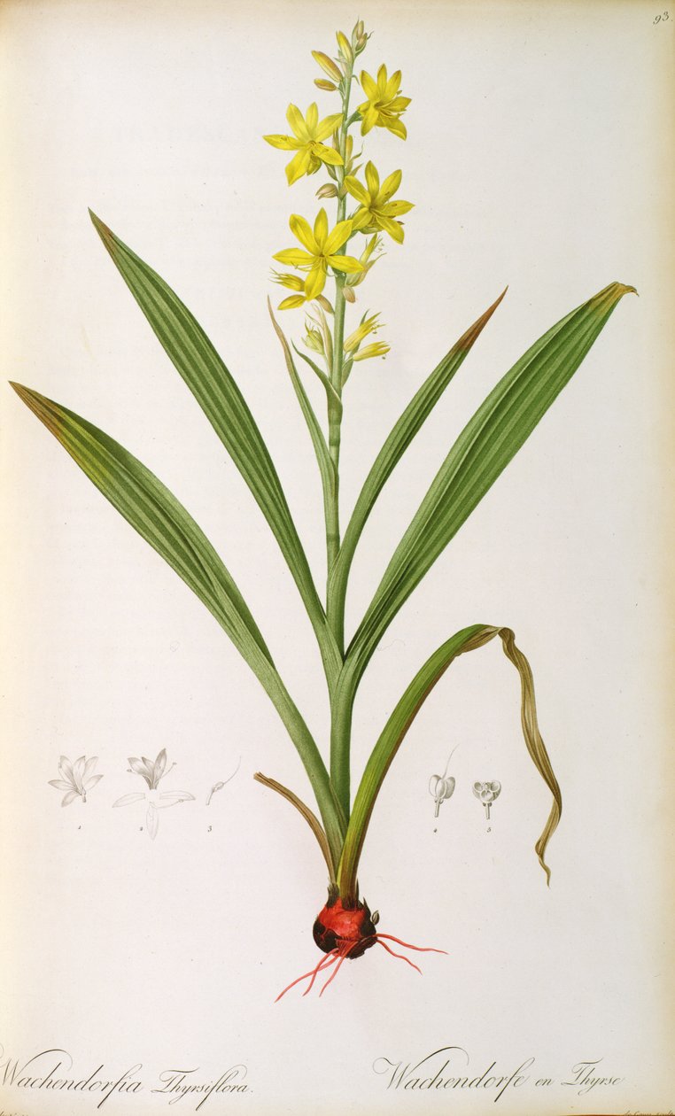 Wachendorfia Thyrsiflora, aus 